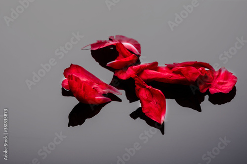 Abstract valentine background with falling red peony petals on black,