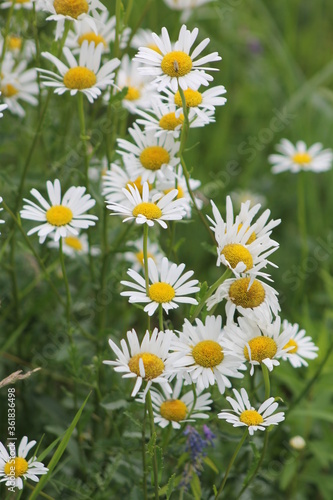 Marguerites