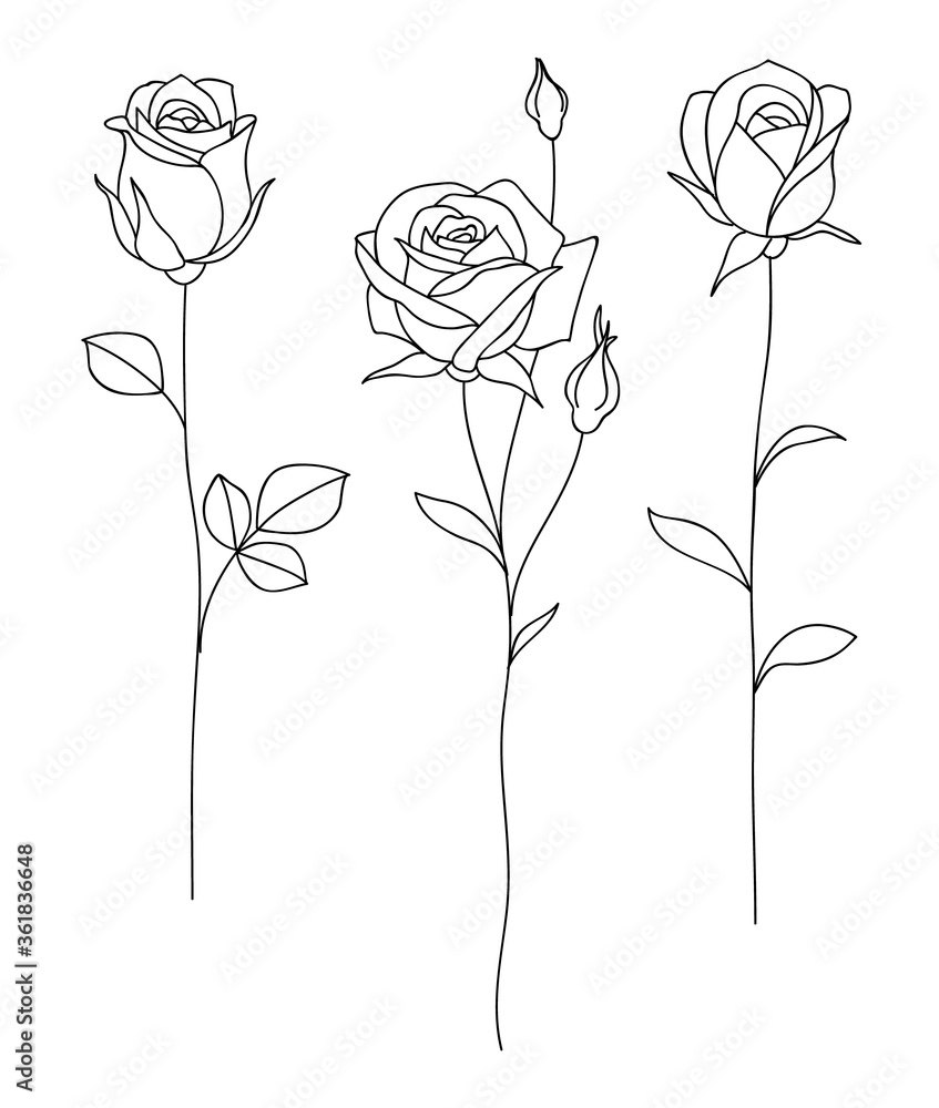 Fototapeta Zestaw ozdobnych ręcznie rysowane róż na białym tle. Ikona kwiat. Ilustracja wektorowa