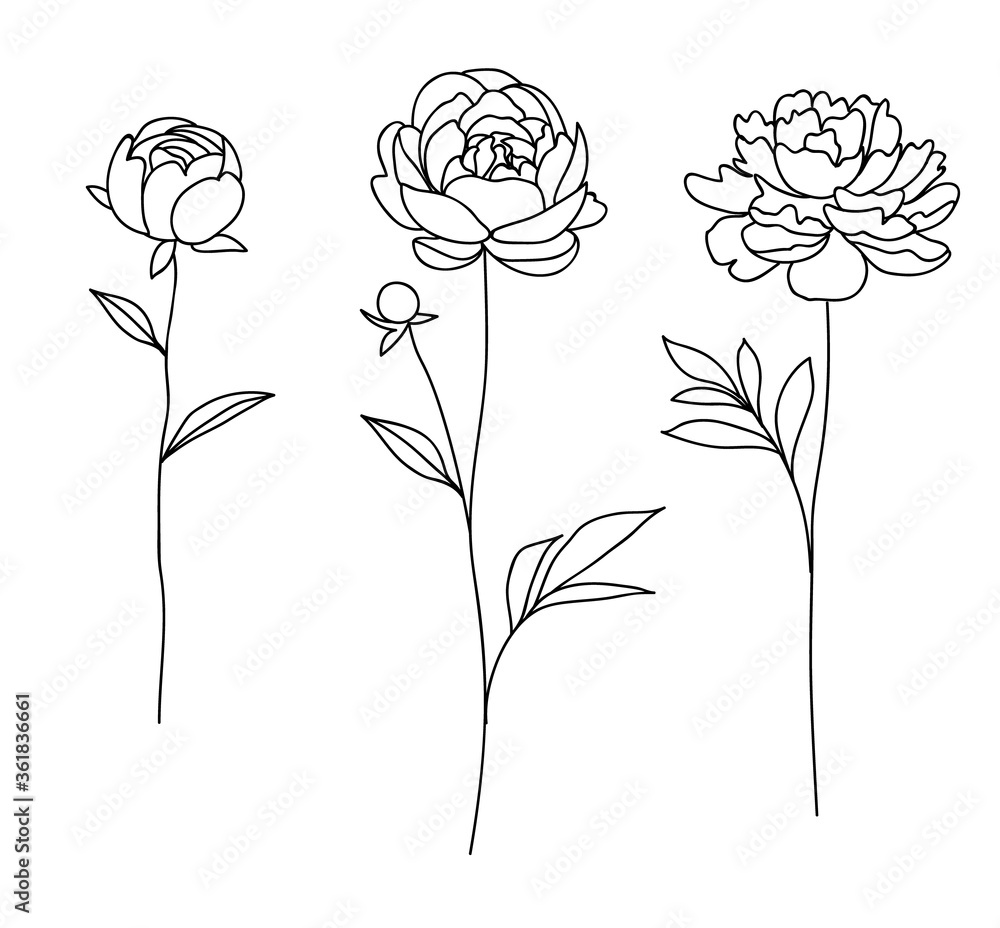 Set of decorative hand drawn flowers isolated on white. Peony. Vector illustration