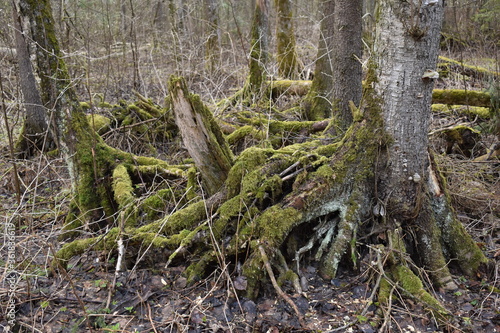 Tree roots covered with moss