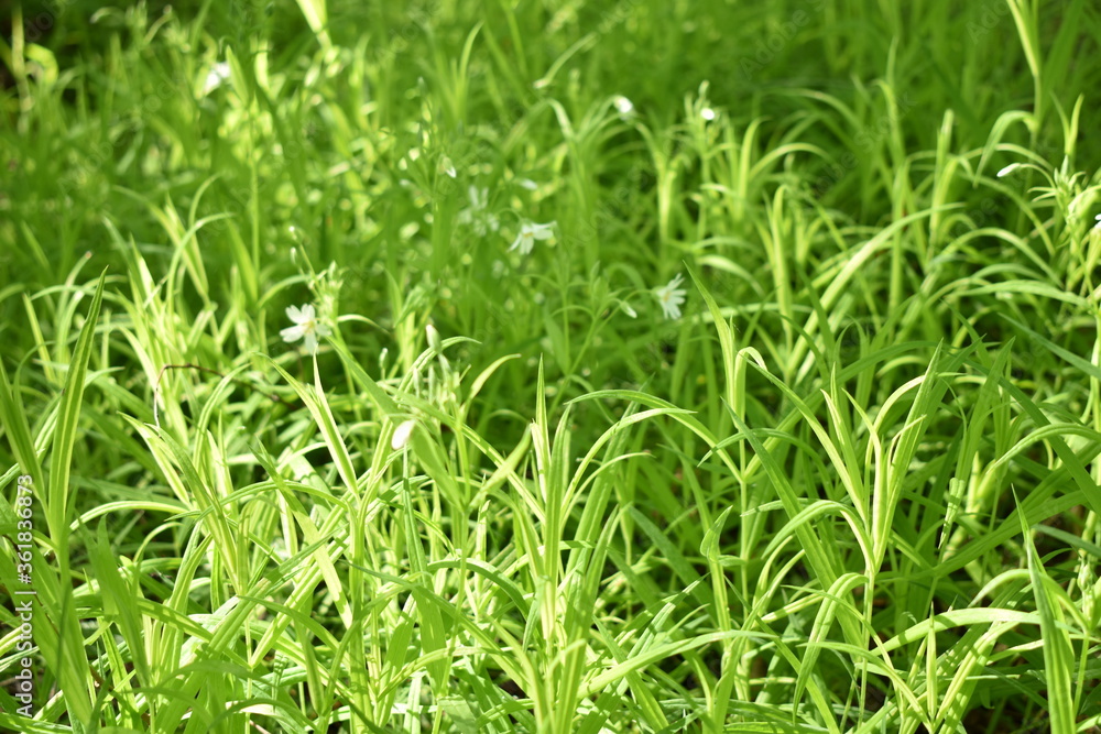 Green grass on the lawn Green grass on the lawn