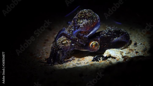 mating Southern Bobtail Squid at night Euprymna tasmanica 4k 25fps photo