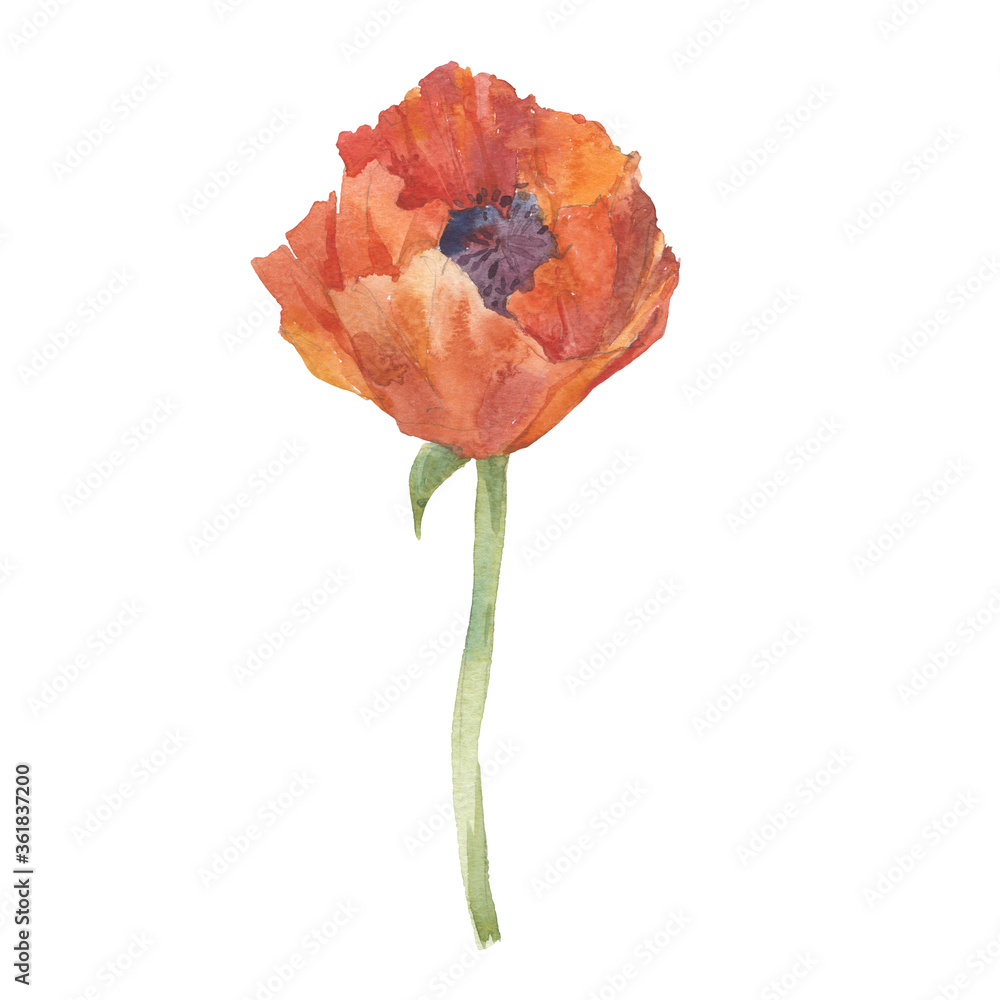 Poppy, isolated element for design on a white background. Watercolor hand drawn illustration. Poppy, isolated element for design on a white background. Watercolor hand drawn illustration.