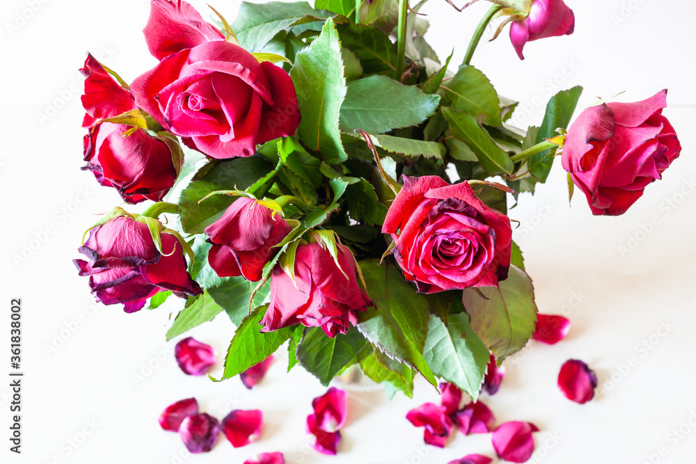 above view of bouquet of withered red rose flowers and fallen petals on pale brown table (focus on the bloom on foreground) above view of bouquet of withered red rose flowers and fallen petals on pale brown table (focus on the bloom on foreground)
