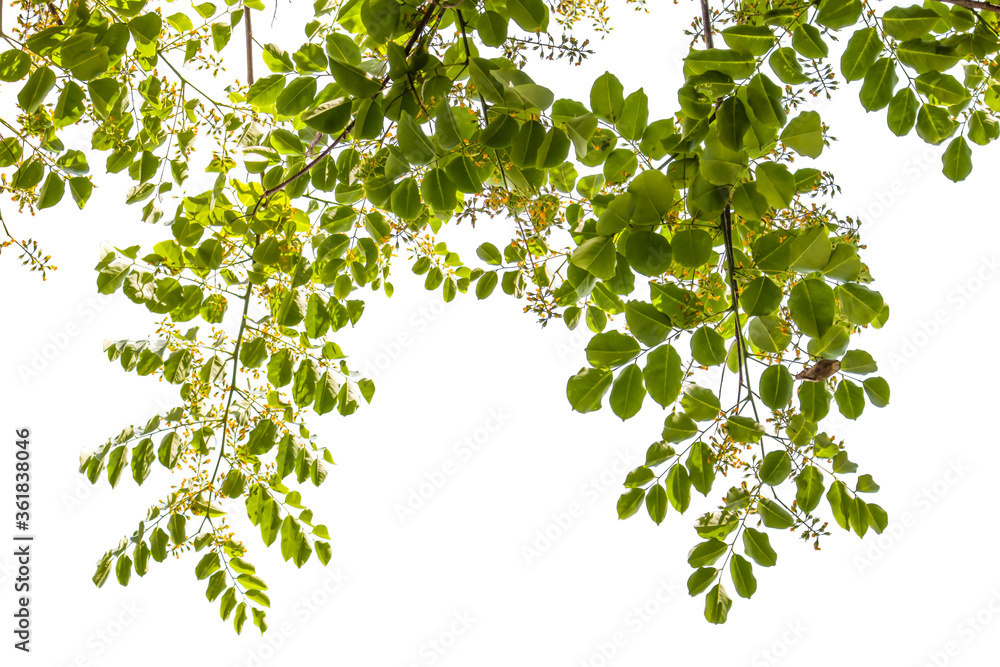 Fototapeta premium green leaves on white background