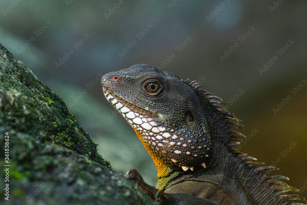 Naklejka premium close up of iguana