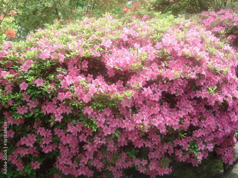 Prächtige blühende Blumen Prächtige blühende Blumen