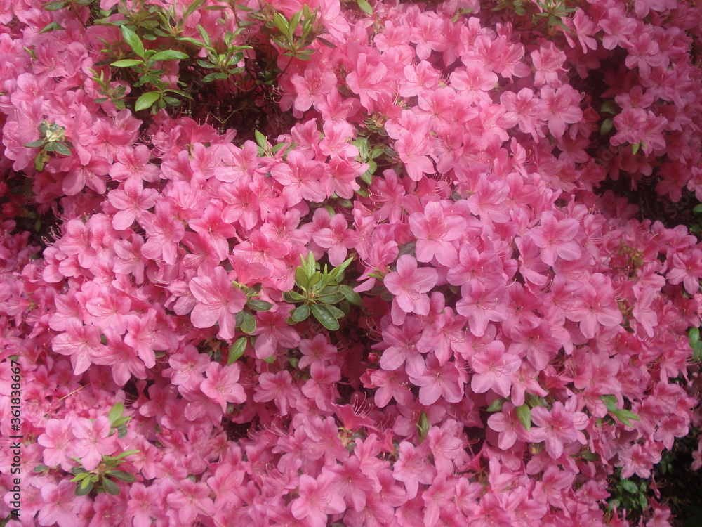 Prächtige blühende Blumen