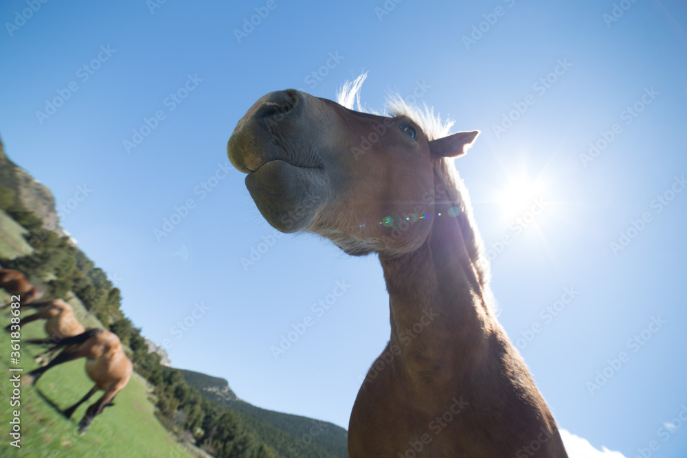 horse in freedom enjoying the sun