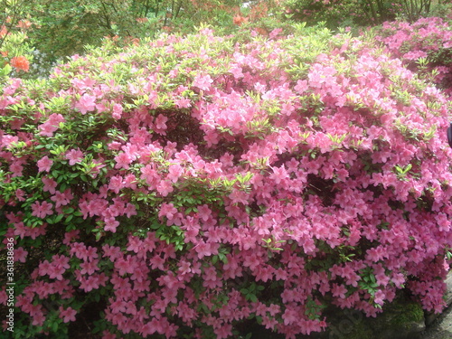 Obraz na płótnie Prächtige blühende Blumen w salonie
