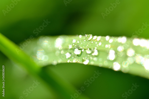 Macro of dew drops on a blade of spring grass. Low depth of field.