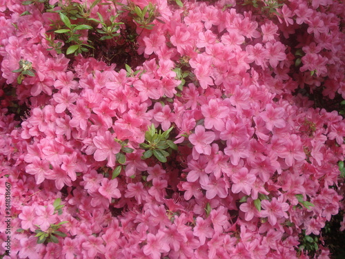 Obraz na płótnie Prächtige blühende Blumen w salonie