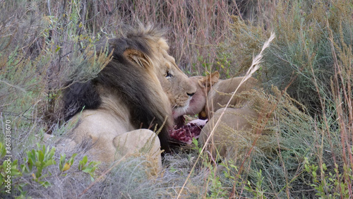 Lions eating from a wildebeest © TravelTelly