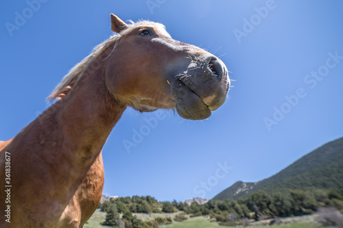 horse in freedom enjoying the sun © Albert