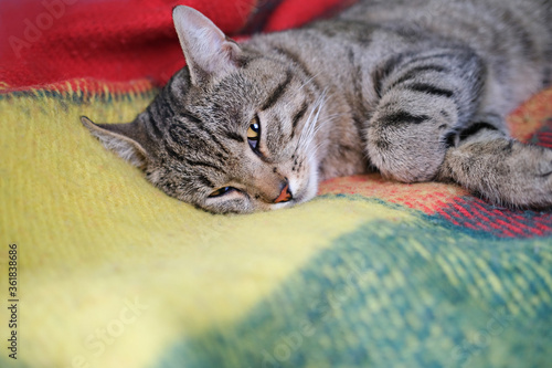 cute tabby cat laying on the sofa, calm and relaxed happy cat. adult pet. grey tom cat looking at viewer. half closed eyes. 