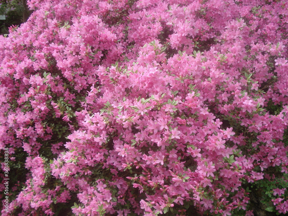 Prächtige blühende Blumen