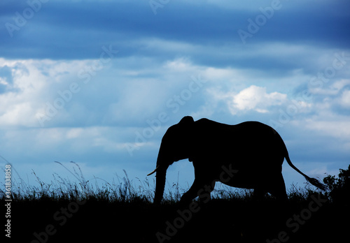 Silhouette of a Elephant, Masai Mara photo