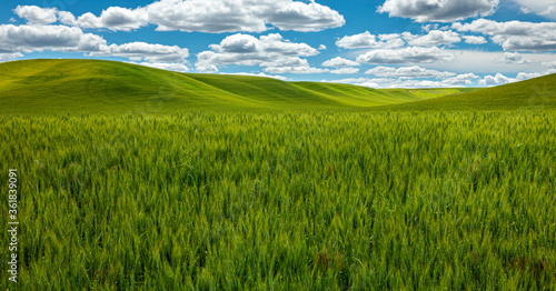 Green wheat field and blue sky on the Palouse, Washington