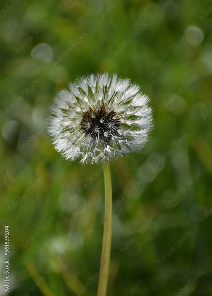 Closeup of a dandelion with a green background