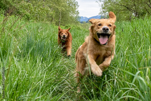 Dogs Playing in Tall Grass 