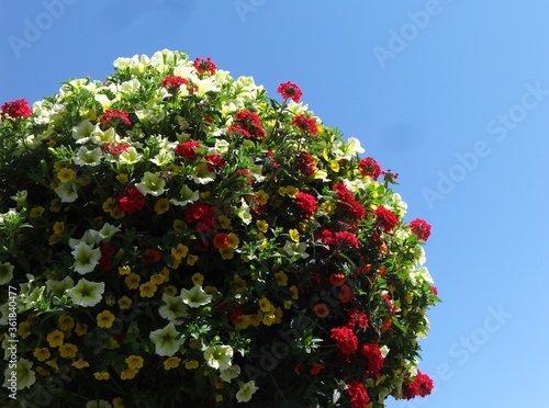 Million Bells bloom in multiple colors in a hanging basket photo