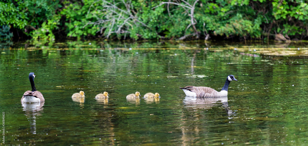 Geese and their young in Vinters Country Park in Maidstone, Kent, England 