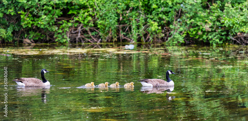 Geese and their young in Vinters Country Park in Maidstone, Kent, England 