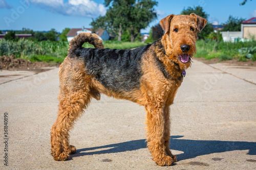 Canvastavla Airedale Terrier stehend