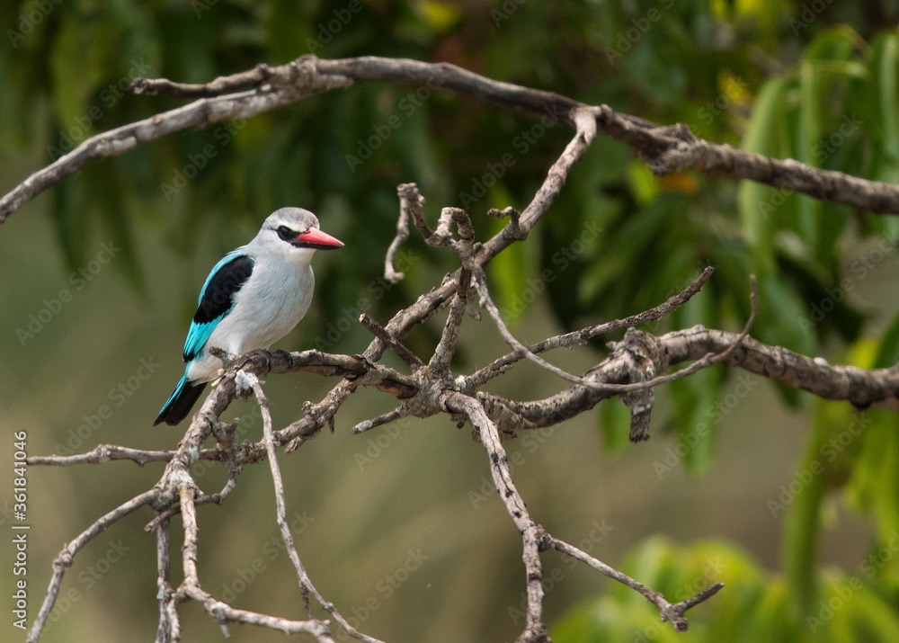Woodland Kingfisher perched on a tree, Masai Mara, Kenya Woodland Kingfisher perched on a tree, Masai Mara, Kenya