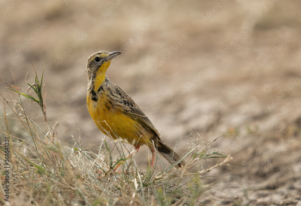Yellow-throated longclaw at Masai Mara, Kenya Yellow-throated longclaw at Masai Mara, Kenya