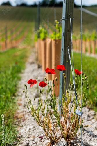 Poppies and a vineyard in Boxley near Maidstone in Kent, England photo
