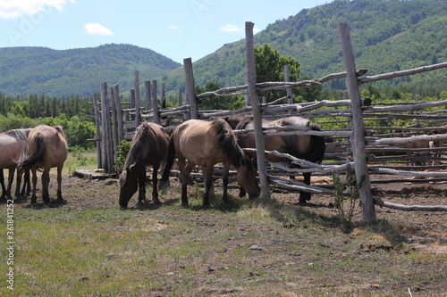 The herd of horses is grazing in the meadow. A peaceful summer landscape.