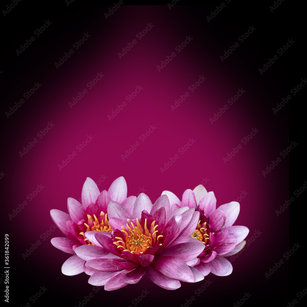 Magical glow over lotus flower
