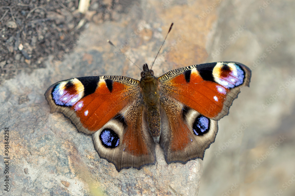 Butterfly - peacock eye sits on a stone. Aglais io. Nymphalidae. Close up. Butterfly - peacock eye sits on a stone. Aglais io. Nymphalidae. Close up.