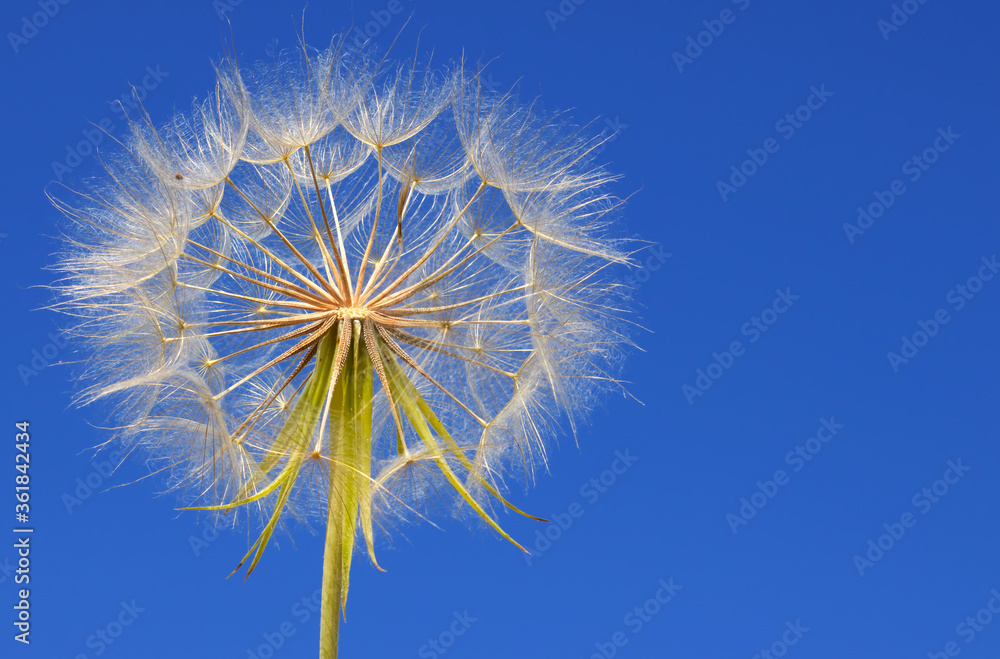 image of a beautiful dandelion flower against blue sky