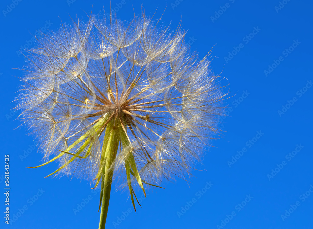Fototapeta image of a beautiful dandelion flower against blue sky