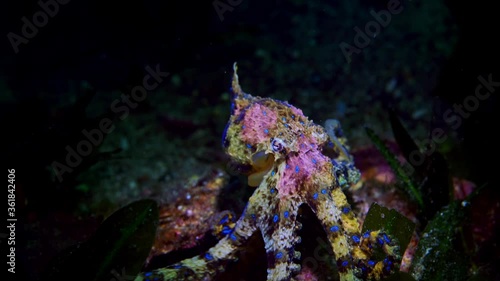 Southern Blue-Ringed Octopus Hapalochlaena maculosa 4k 25fps photo