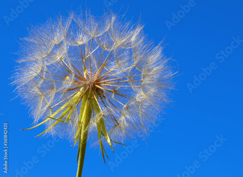 image of a beautiful dandelion flower against blue sky
