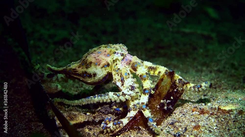 Southern Blue-Ringed Octopus Hapalochlaena maculosa 4k 25fps photo