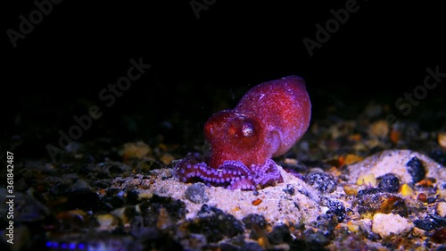 Octopus kaurna Southern Sand Octopus 4k 25fps photo