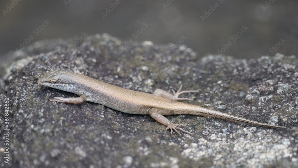 Skink on a rock Skink on a rock