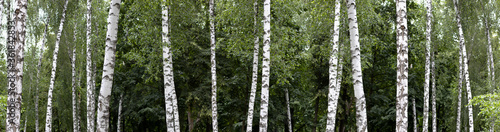 image of birch trees in the garden