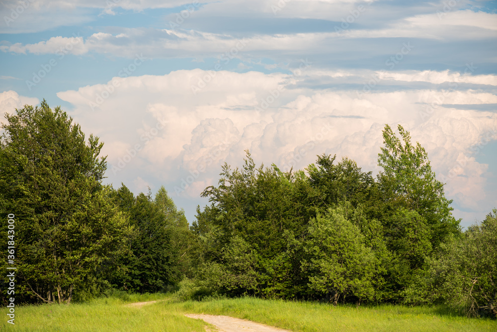 Naklejka premium Blue sky with clouds over the forest