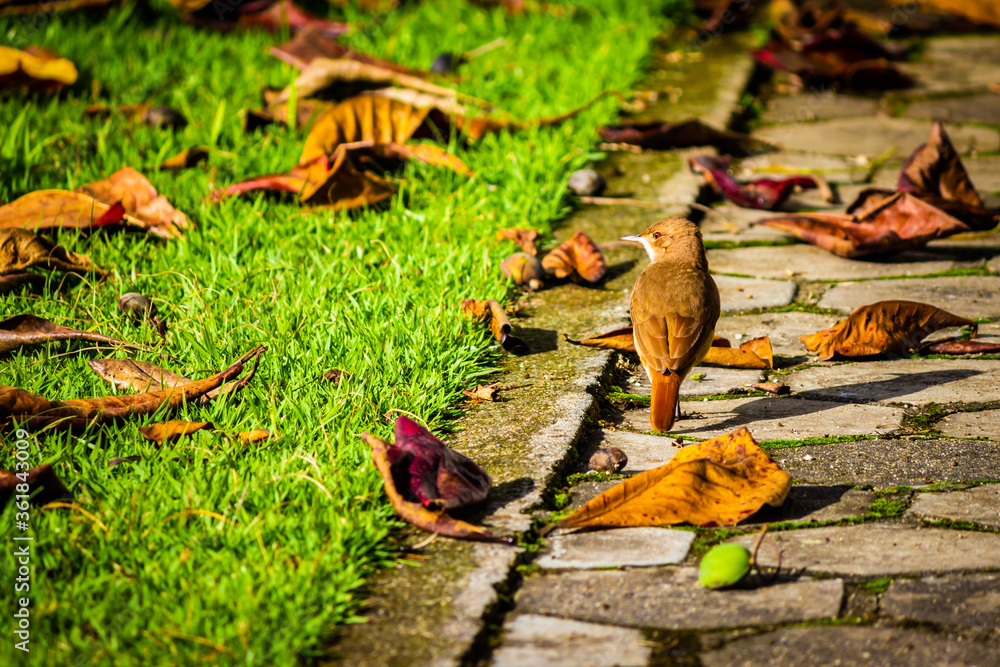 Obraz premium autumn leaves on the ground