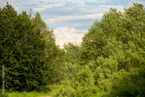 Blue sky with clouds over the forest