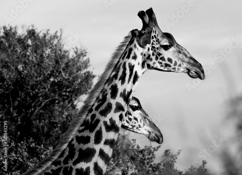 Photography Black and White Giraffes