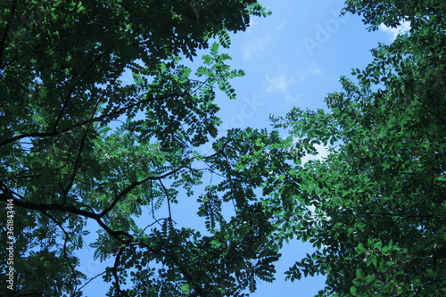 trees and sky