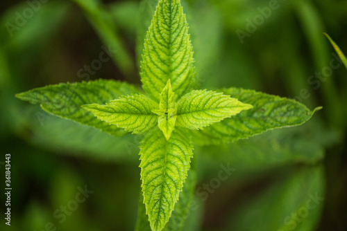 Branches of young mint in the forest