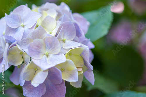Close up of hydrangea flower with blur background